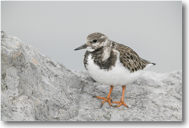 RuddyTurnstone
