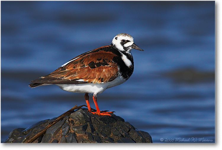 RuddyTurnstone_PortMahonDE_2005May_1Ds2_E0K3910