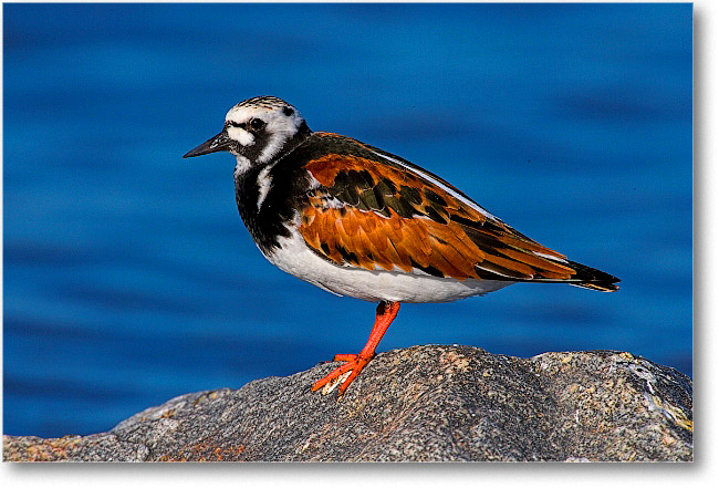 RuddyTurnstone_PortMahon_2006May_1Ds2_E0K0159