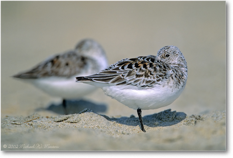 Sanderling-Pair-001-26H-0206