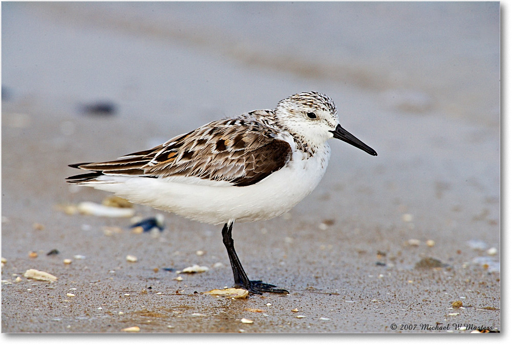 Sanderling_LittleTomsCove_2007May_E0K0803 copy