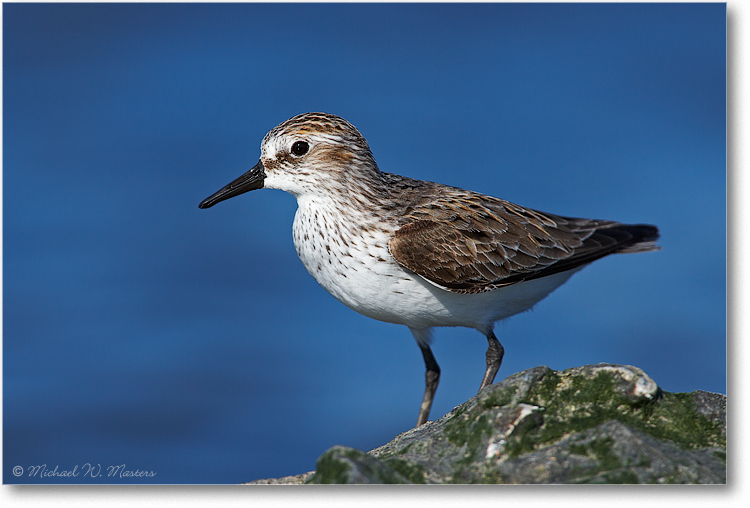 SemiPalmatedSandpiper_E0K9995