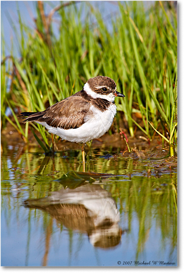 SemipalmatedPlover_Assateague_2007May_E0K0960 copy