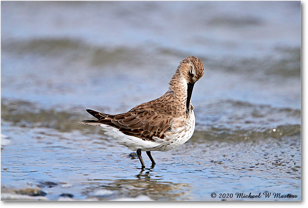 WesternSandpiper_2020Jun20_4DXB7114 copy