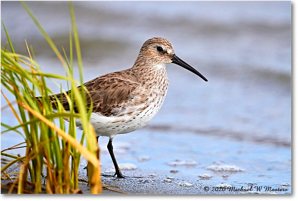 WesternSandpiper_2020Jun20_4DXB7199 copy