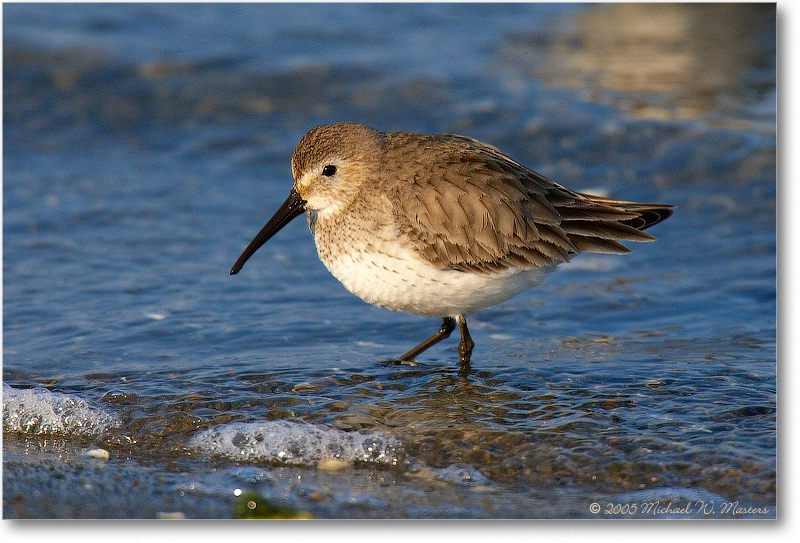 WesternSandpiper_Assateague_2005Mar_E0K1878