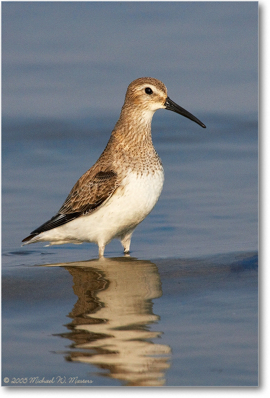 WesternSandpiper_Assateague_2005Mar_E0K2395