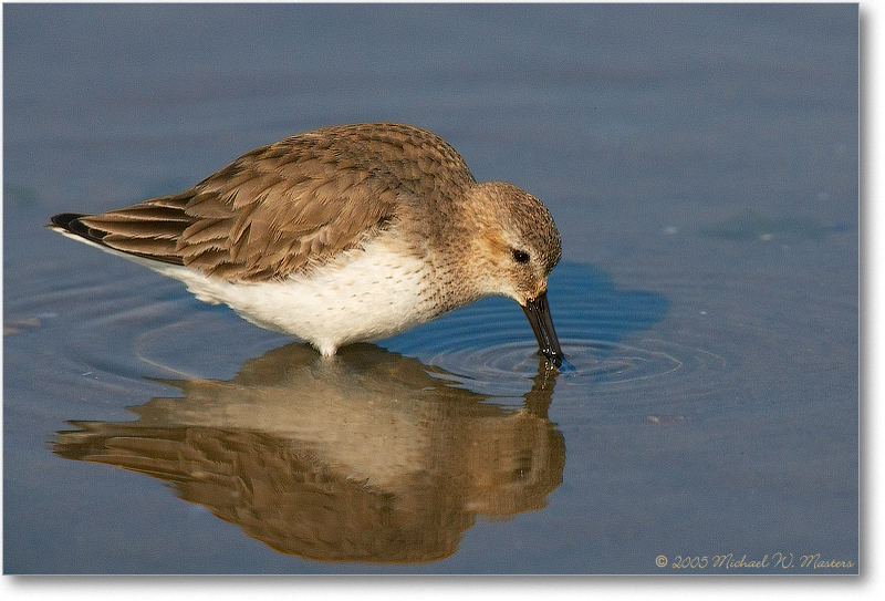WesternSandpiper_Assateague_2005Mar_E0K2570