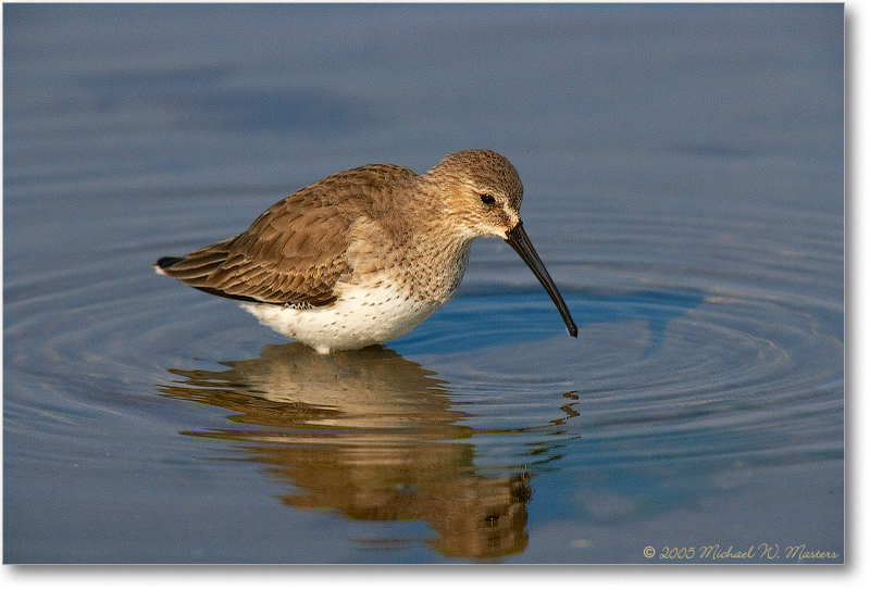 WesternSandpiper_ChincoNWR_2005Mar_E0K2560