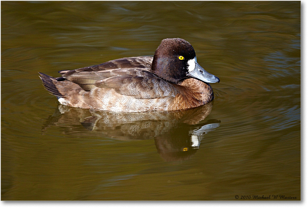 LesserScaup_ChincoNWR-ea_2010Nov_D4A1622 copy