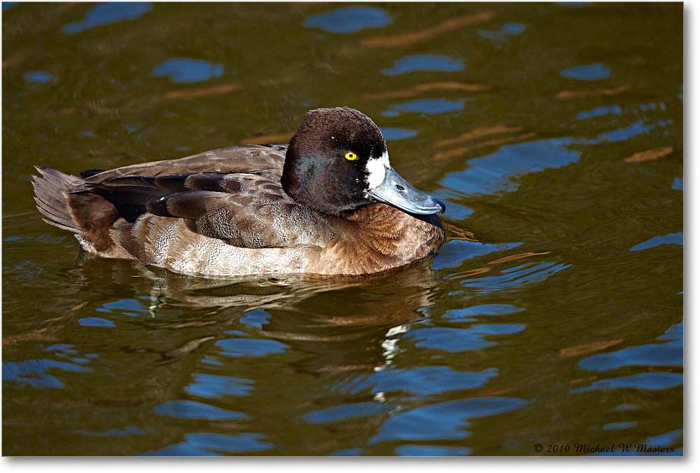 LesserScaup_ChincoNWR-ea_2010Nov_D4A1628 copy