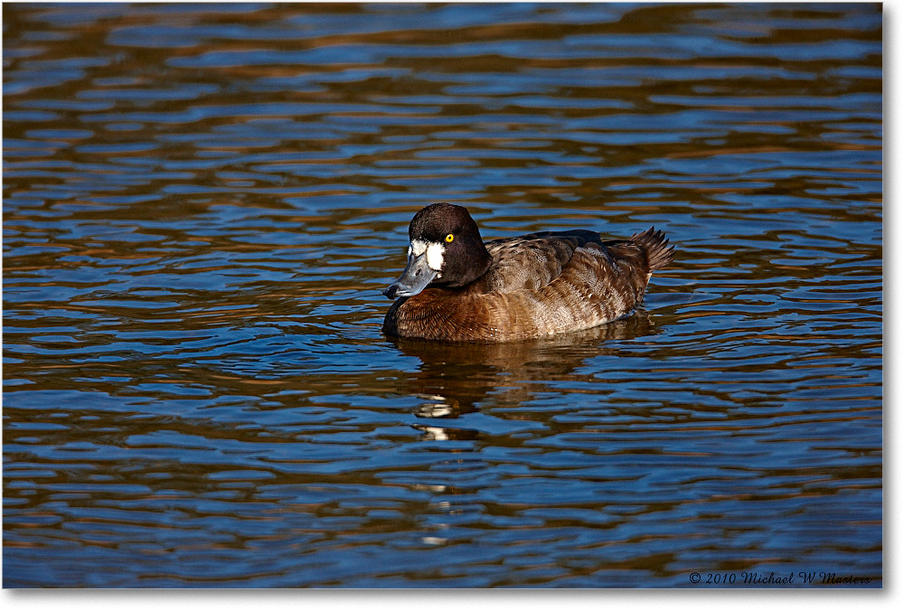 LesserScaup_ChincoNWR-ea_2010Nov_S3A3515 copy