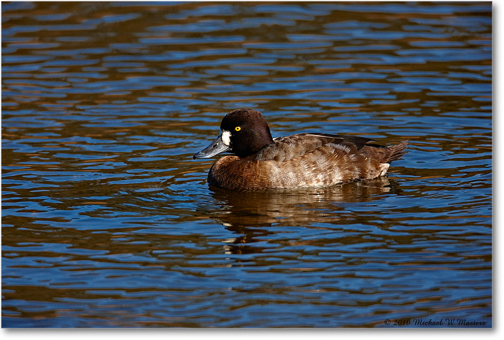 LesserScaup_ChincoNWR-ea_2010Nov_S3A3518 copy