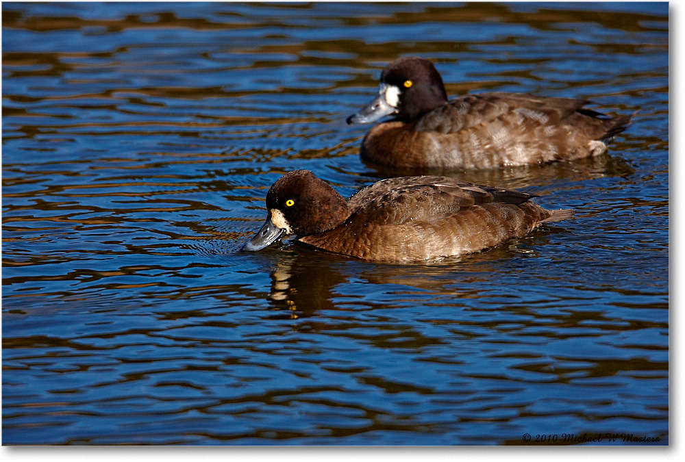 LesserScaup_ChincoNWR-ea_2010Nov_S3A3524 copy