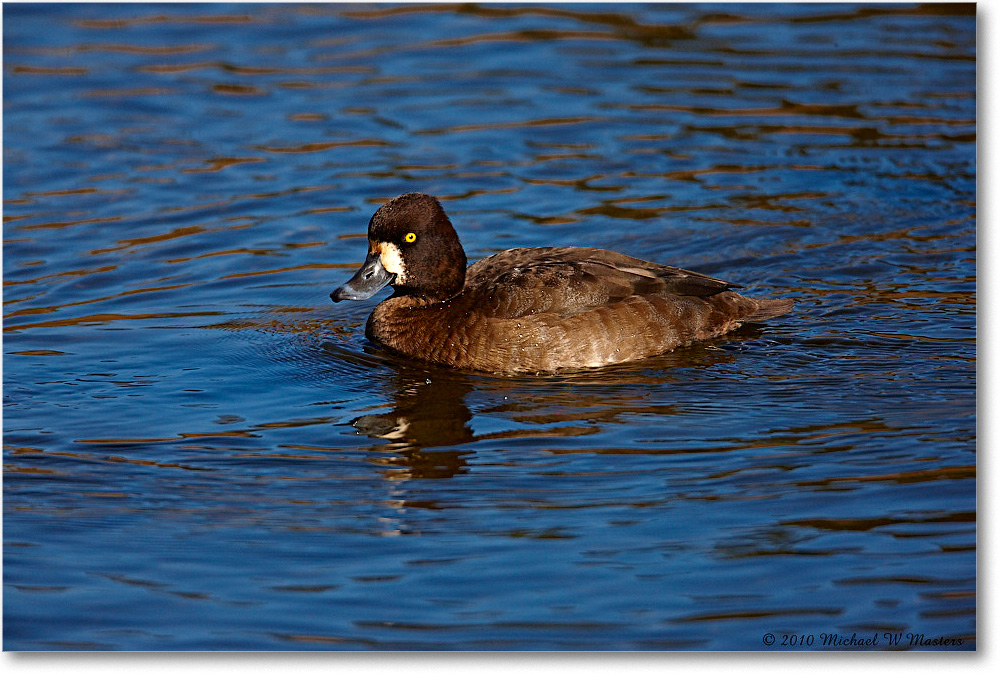 LesserScaup_ChincoNWR-ea_2010Nov_S3A3527 copy