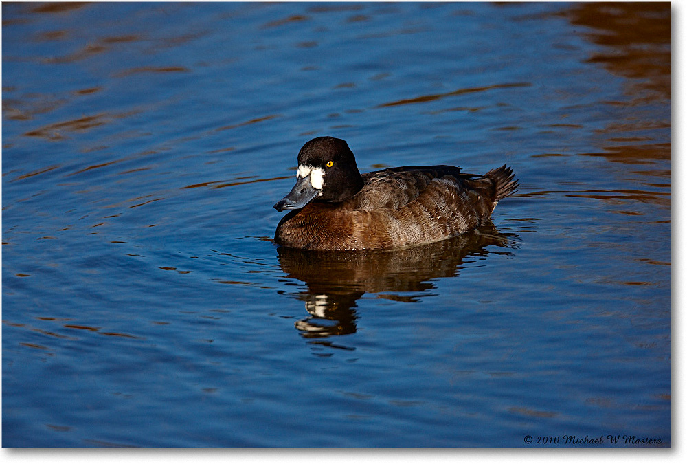 LesserScaup_ChincoNWR-ea_2010Nov_S3A3542 copy