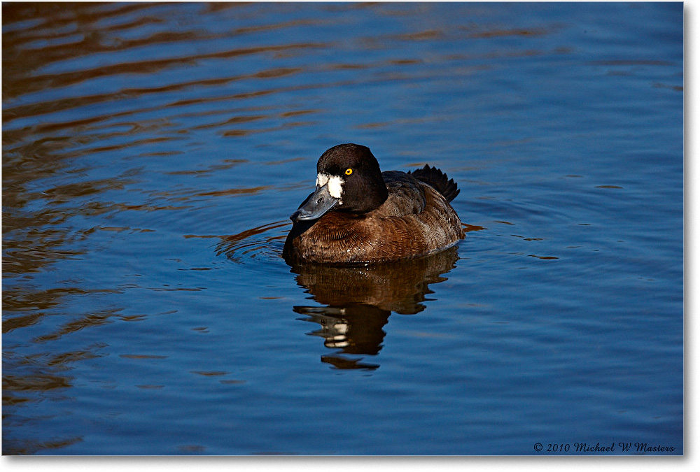 LesserScaup_ChincoNWR-ea_2010Nov_S3A3544 copy