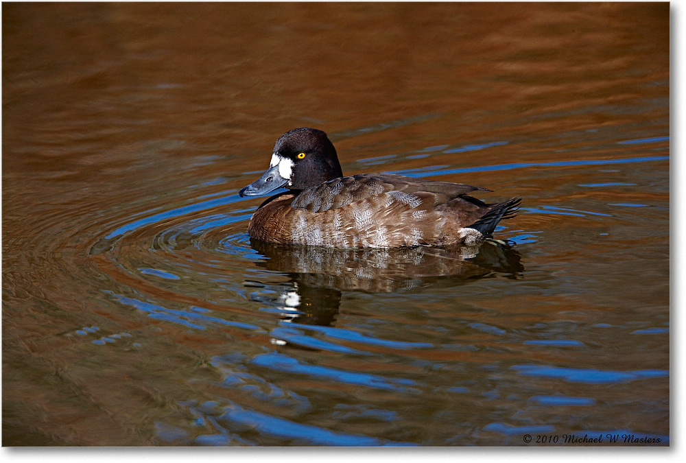 LesserScaup_ChincoNWR-ea_2010Nov_S3A3551 copy