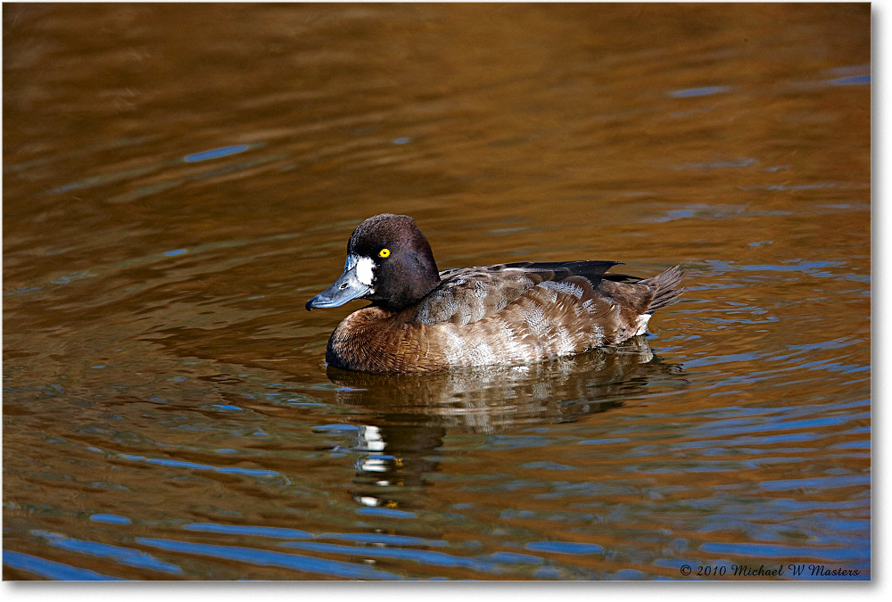 LesserScaup_ChincoNWR-ea_2010Nov_S3A3553 copy