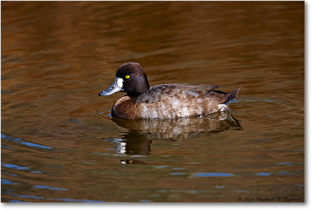 LesserScaup_ChincoNWR-ea_2010Nov_S3A3557 copy