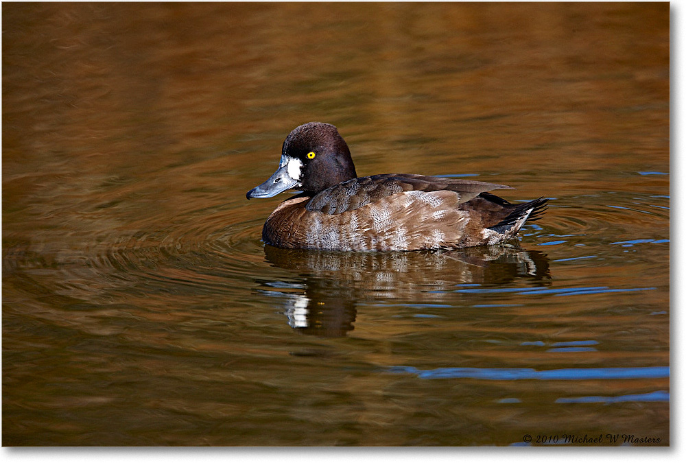 LesserScaup_ChincoNWR-ea_2010Nov_S3A3566 copy