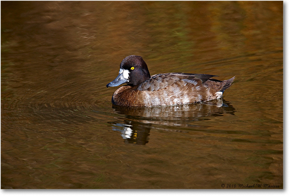 LesserScaup_ChincoNWR-ea_2010Nov_S3A3572 copy