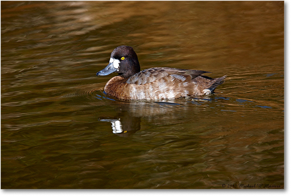 LesserScaup_ChincoNWR-ea_2010Nov_S3A3580 copy