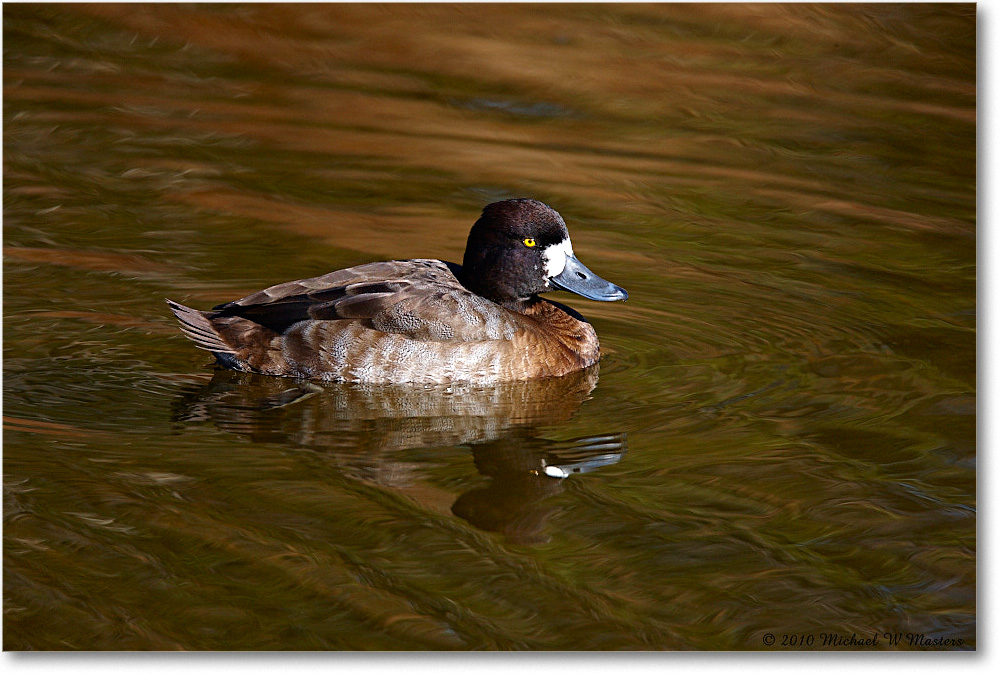 LesserScaup_ChincoNWR-ea_2010Nov_S3A3582 copy