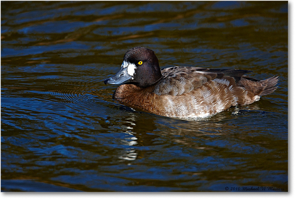 LesserScaup_ChincoNWR-ea_2010Nov_S3A3600 copy