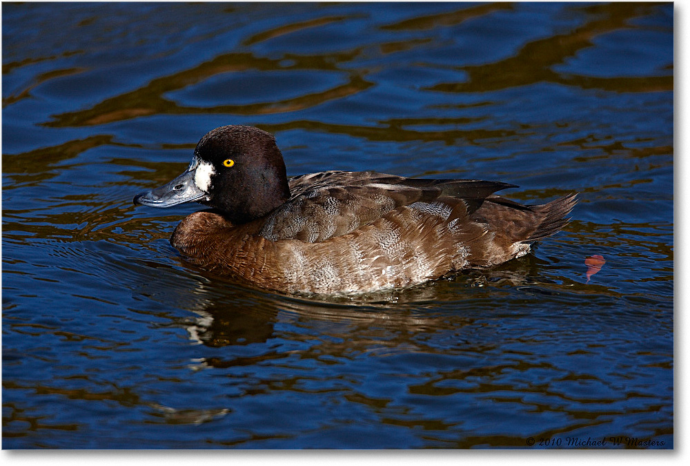 LesserScaup_ChincoNWR-ea_2010Nov_S3A3603 copy