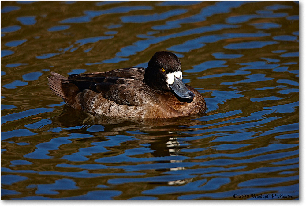 LesserScaup_ChincoNWR-ea_2010Nov_S3A3681 copy