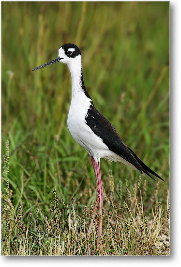 Black Necked Stilt Bombay 1FFT5478(BGblur)