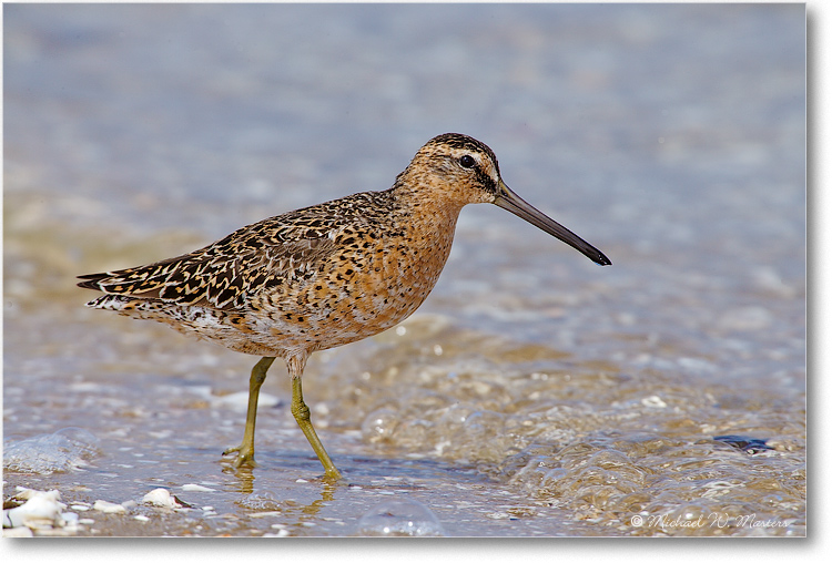 DowitcherShort-Billed-E0K0762