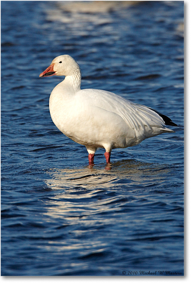 SnowGeese_ChincoNWR-sc_2010Nov_S3A3084 copy