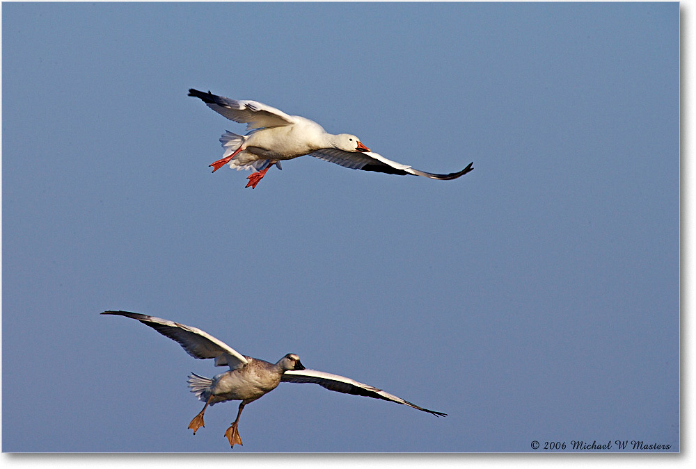 SnowGeese_ChincoNWR-wll_2006Nov_E0K8930 copy