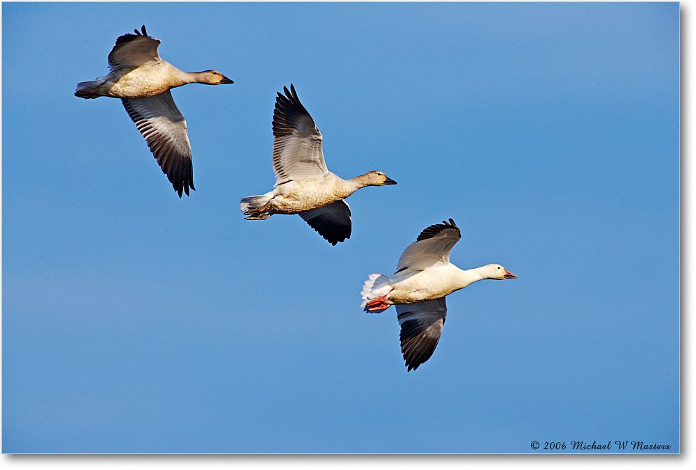 SnowGeese_ChincoNWR-wll_2006Nov_E0K9727 copy