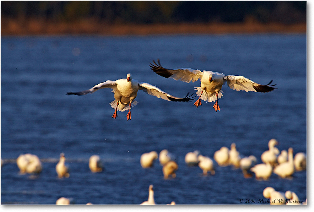 SnowGeese_ChincoNWR-wll_2006Nov_E0K9951 copy