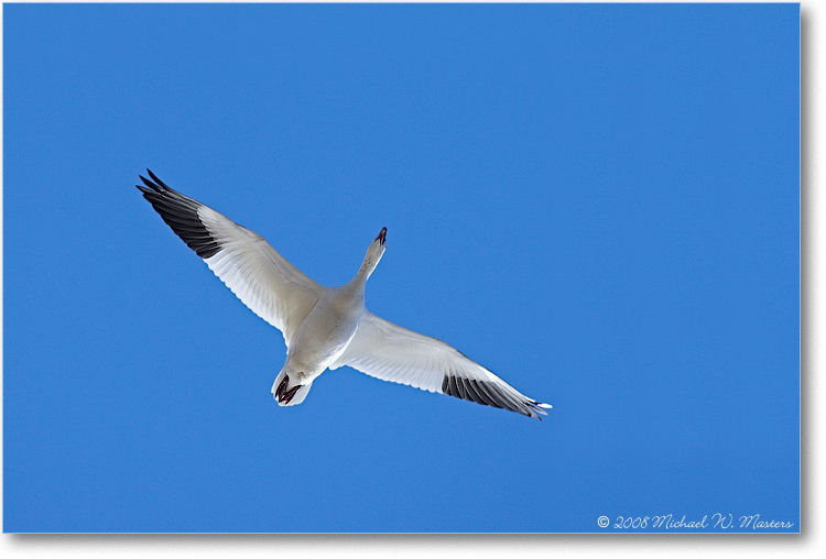 SnowGooseFlight_ChincoNWR_2008Nov_1D3A5532