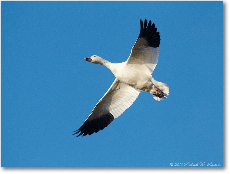 SnowGooseFlight_ChincoNWR_2010Nov_D4A1442