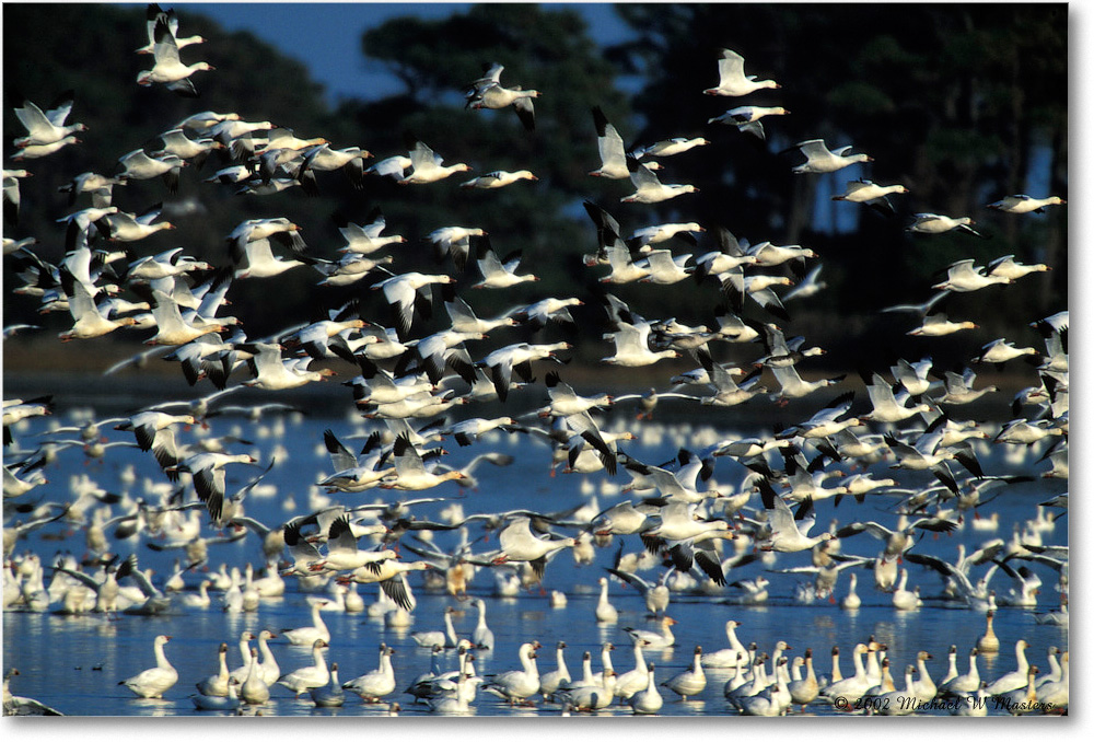 Snow Geese Takeoff 006-27H 02-11 copy