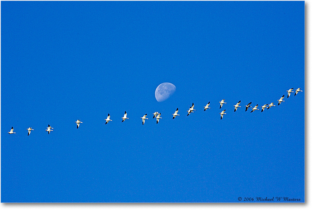 SnowGeese&Moon_ChincoNWR_2006Nov_Y2F0998 copy
