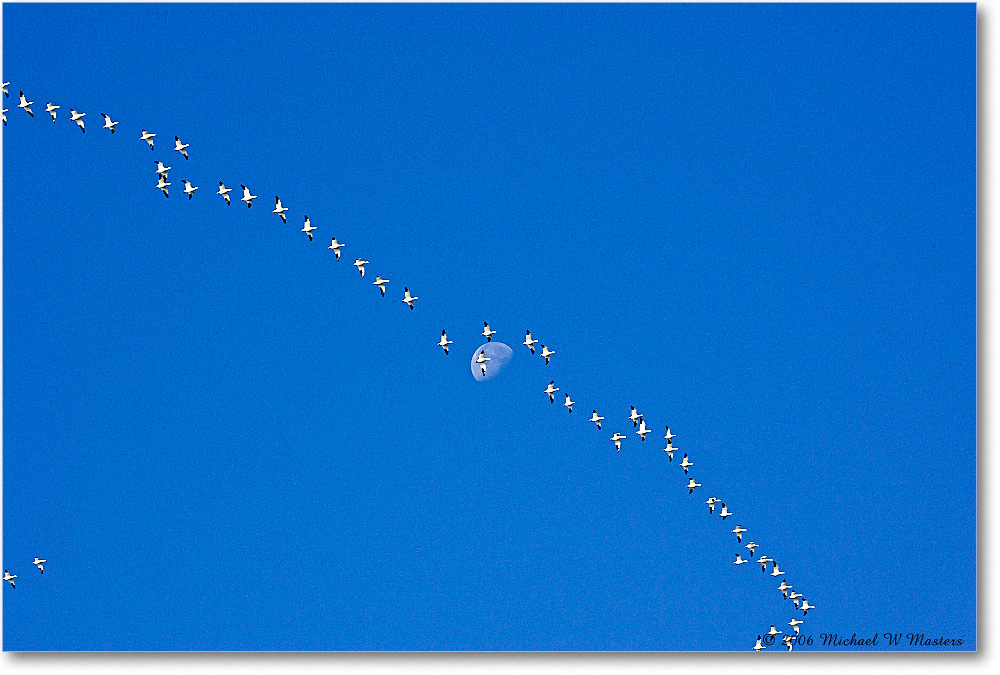SnowGeese&Moon_ChincoNWR_2006Nov_Y2F1016 copy