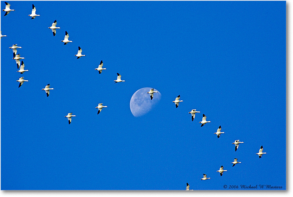 SnowGeese&Moon_ChincoNWR_2006Nov_Y2F1022 copy