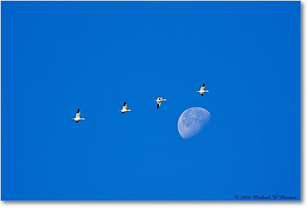 SnowGeese&Moon_ChincoNWR_2006Nov_Y2F1039 copy