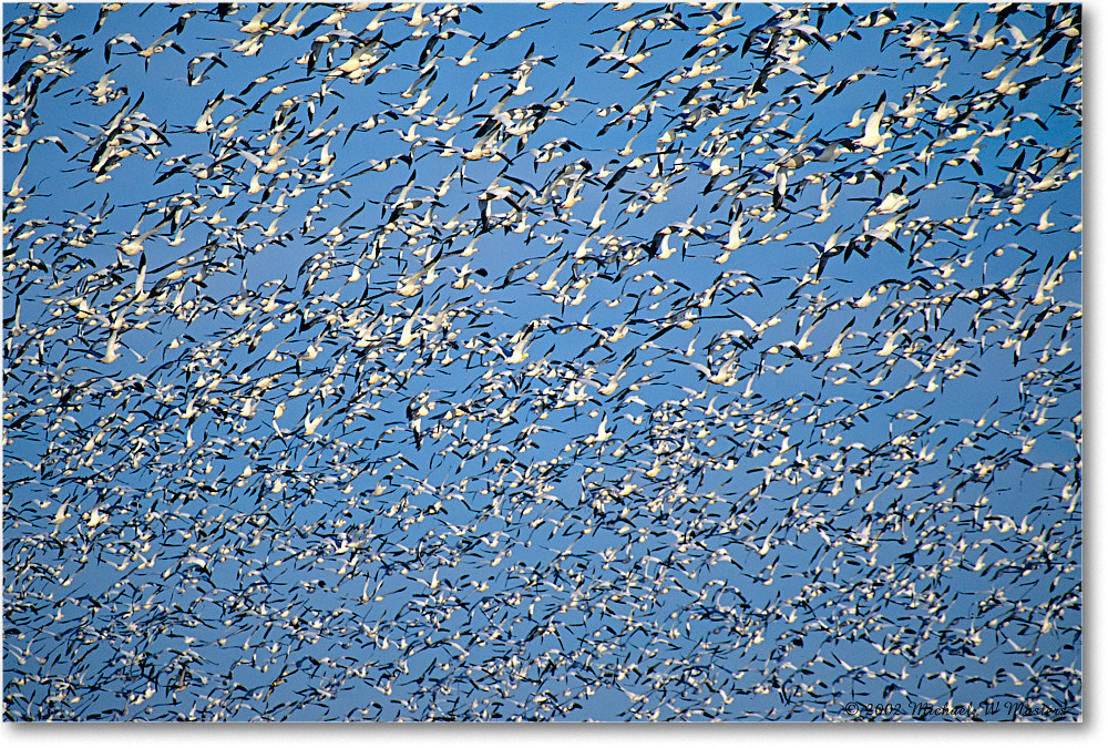 SnowGeeseFlight_ChincoNWR-WLL_2002Nov_F26 copy