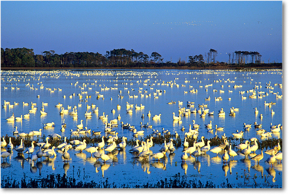 SnowGeese_ChincoNWR-WLL_2002Nov_F09 copy