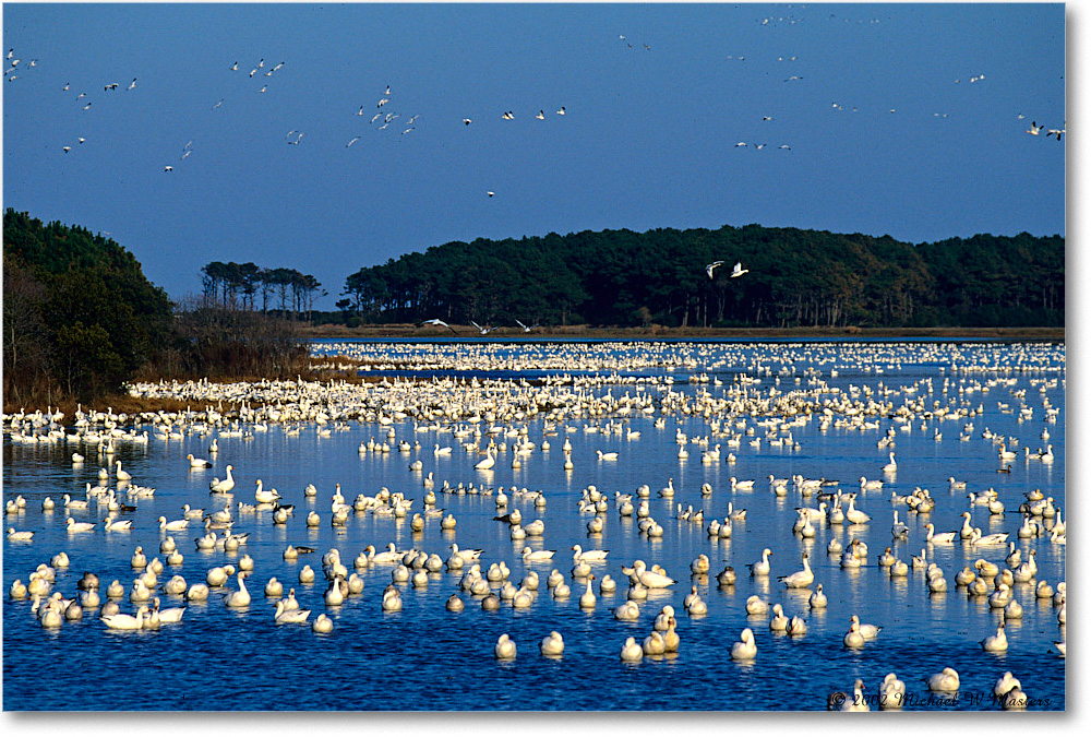 SnowGeese_ChincoNWR-WLL_2002Nov_F14 copy