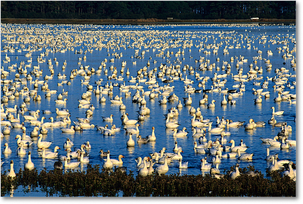 SnowGeese_ChincoNWR-WLL_2002Nov_F19 copy