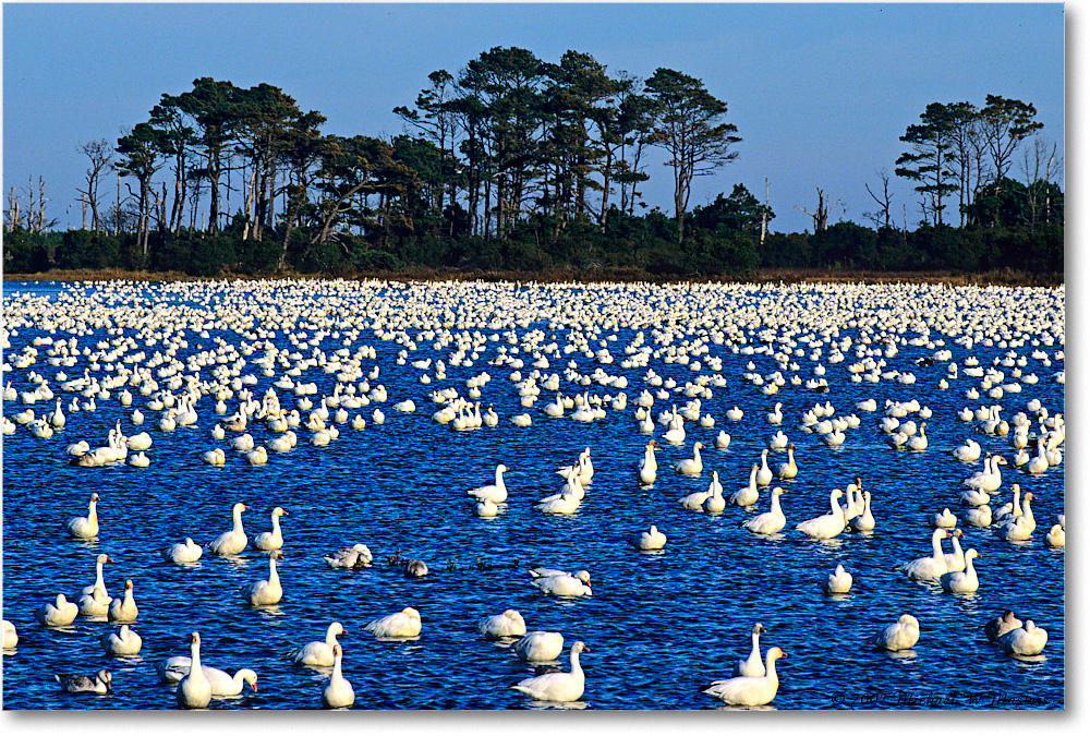 SnowGeese_ChincoNWR-WLL_2002Nov_F24 copy