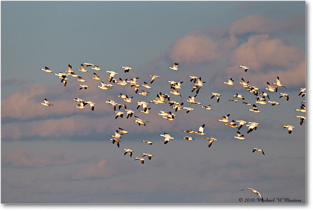 SnowGeese_ChincoNWR-sc_2010Nov_D4A1464 copy